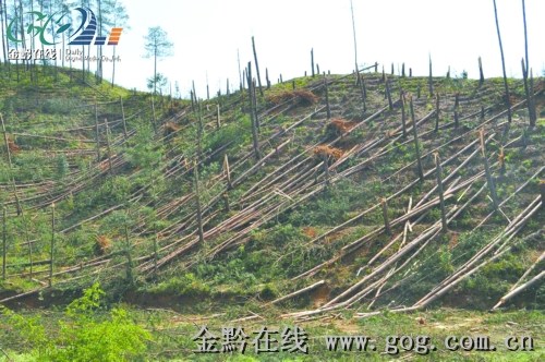 秀水林场最新天气预报及详细气象分析，秀水林场天气预报与气象分析详解