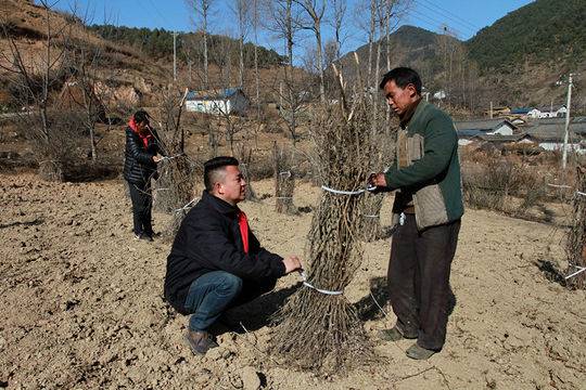 地里村最新新闻深度解析，地里村最新新闻深度解析报告